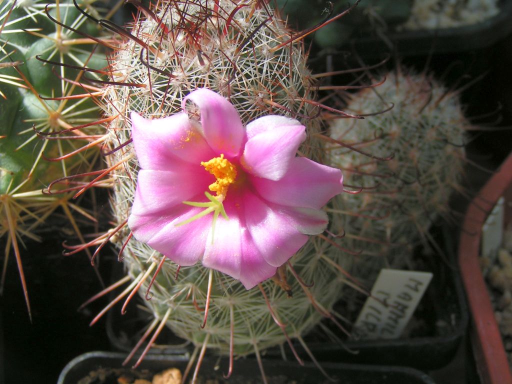 Mammillaria microarpa PC 6